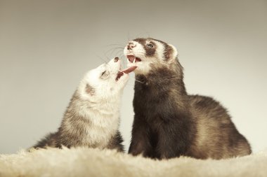 Studio poz güzel gelincik Çift