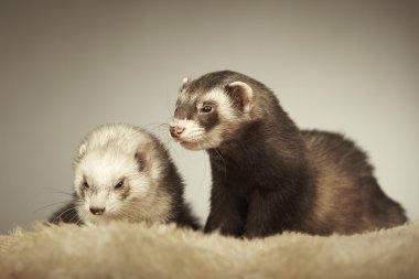 Güzel gelincik çift Studio