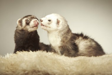 Güzel gelincik çift Studio