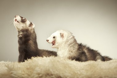 Studio poz güzel gelincik Çift