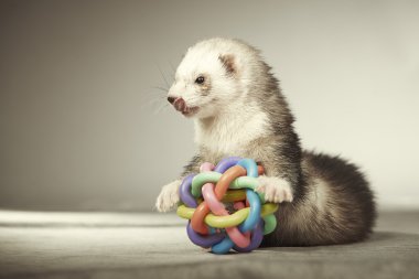 Nice ferret playing with toy in studio clipart