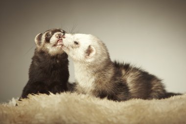 Studio poz güzel gelincik Çift