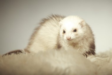 Gelincik studio poz güzel koyu gözlü