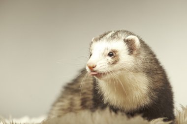 Studio poz güzel komik yaban gelinciği