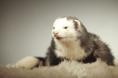 Studio poz güzel gelincik erkek