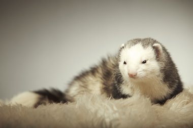 Güzel gelincik erkek kürk Studio üzerinde