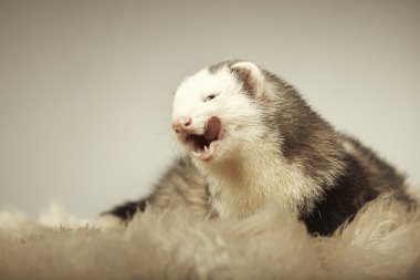 Studio poz güzel gelincik erkek