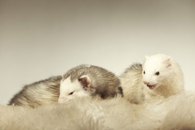 Nice ferret couple posing in studio clipart