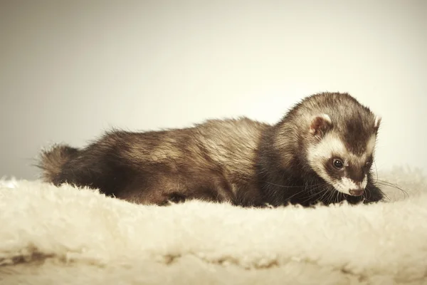 Mooi bruin ferret poseren in studio — Stockfoto