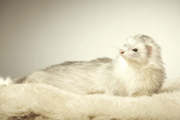 Mooie zilveren ferret poseren in studio — Stockfoto