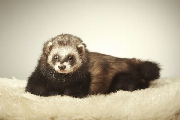 Joli furet mâle posant en studio — Photo