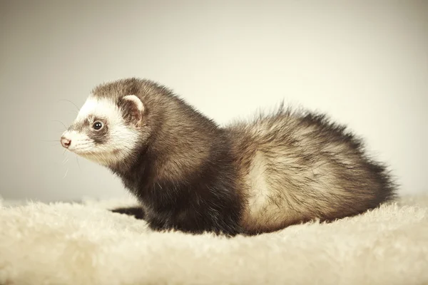 Mooi ferret man poseren in studio — Stockfoto