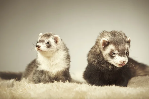 Nice ferret couple posing in studio — Stock Photo, Image