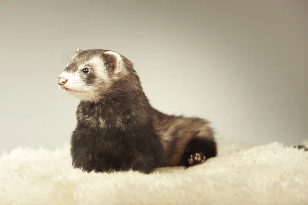 Dark ferret posing in studio — Stock Photo, Image