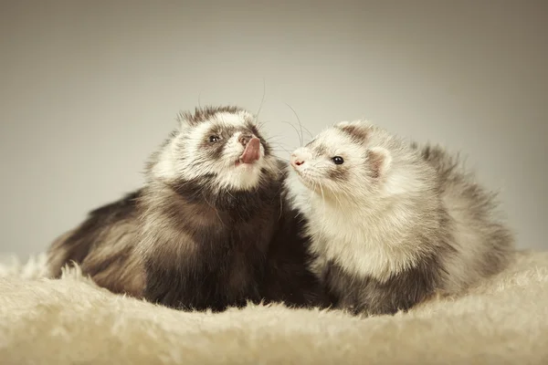 Couple of nice angora ferrets posing in studio — Stock Photo, Image