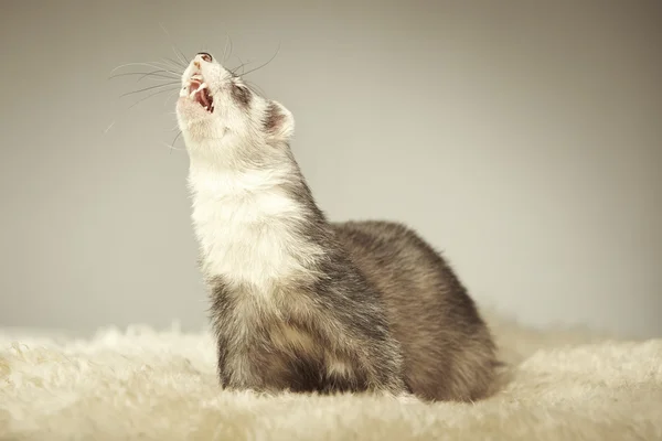 Furetto d'argento in posa in studio — Foto Stock