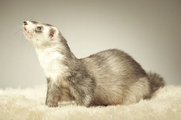 Mooie zilveren ferret poseren in studio — Stockfoto