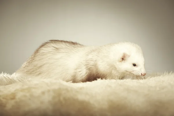 Nice white ferret posing in studio — Stock Photo, Image