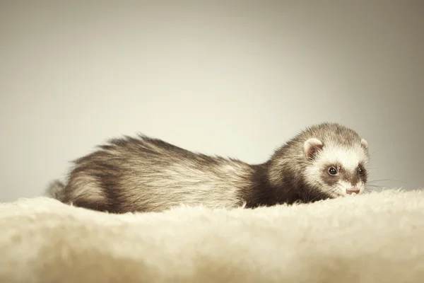 Joli furet mâle posant en studio — Photo