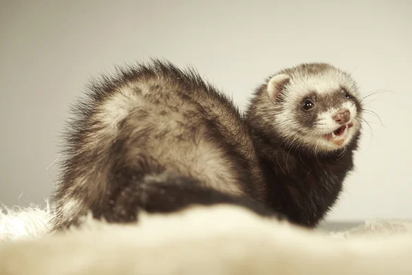 Mooi ferret poseren voor portret in studio — Stockfoto