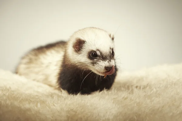 Гарненька гарненька ferret позування в студії — стокове фото