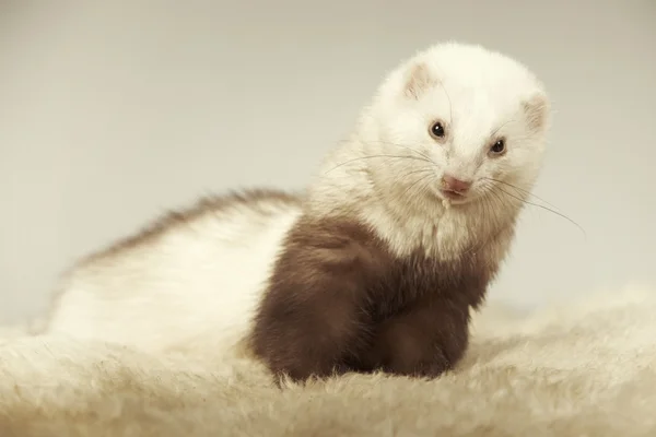 Mooi ferret man poseren in studio — Stockfoto