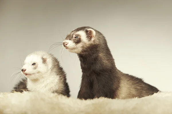 Mooi ferret paar poseren in studio — Stockfoto