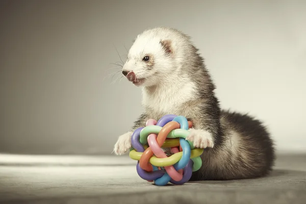 Nice ferret playing with toy in studio — Stock Photo, Image