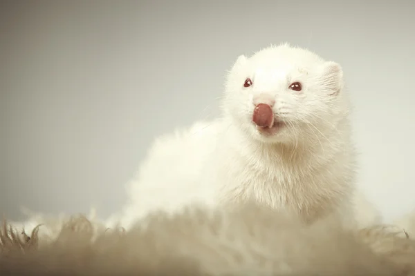 Nice albino ferret posing in studio — Stock Photo, Image