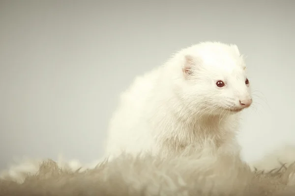 Mooi ferret albino poseren in studio — Stockfoto