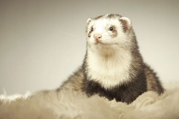 Schönes Frettchen-Männchen posiert im Studio — Stockfoto