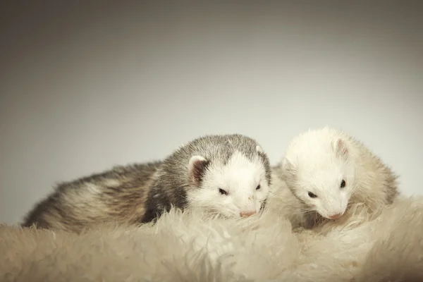 Mooi ferret paar poseren in studio — Stockfoto