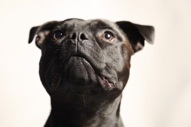 Staffordshire boğa korkunç portre detay