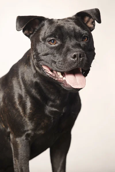 Staffordshire bull terrier uśmiechający się w studio — Zdjęcie stockowe