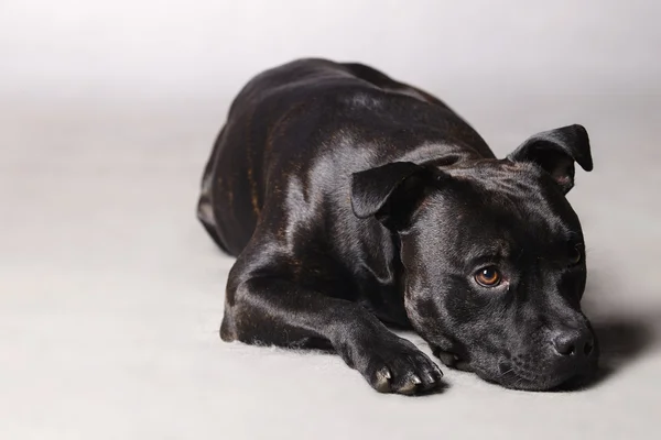 Staffordshire touro terrier posando para retrato — Fotografia de Stock