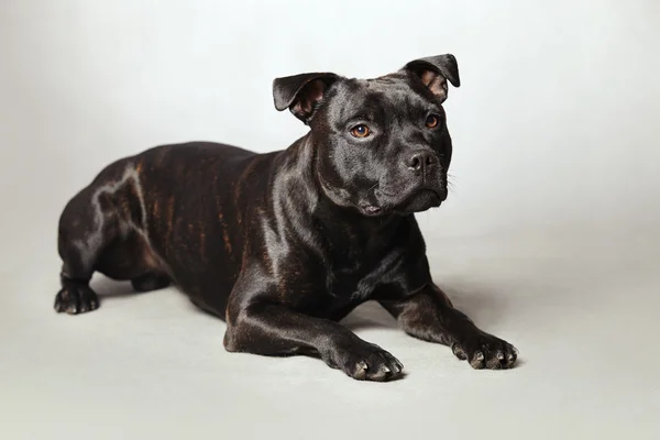 Staffordshire touro terrier no fundo — Fotografia de Stock