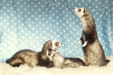 Gelincik grubunda yalvarıyor