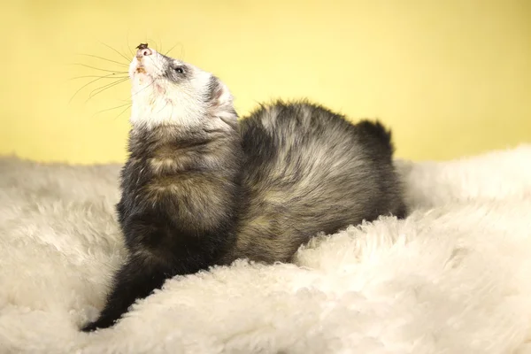 Ferret macho no estúdio — Fotografia de Stock