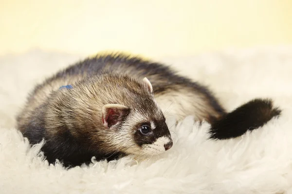 Polecat de pura raza en el estudio — Foto de Stock