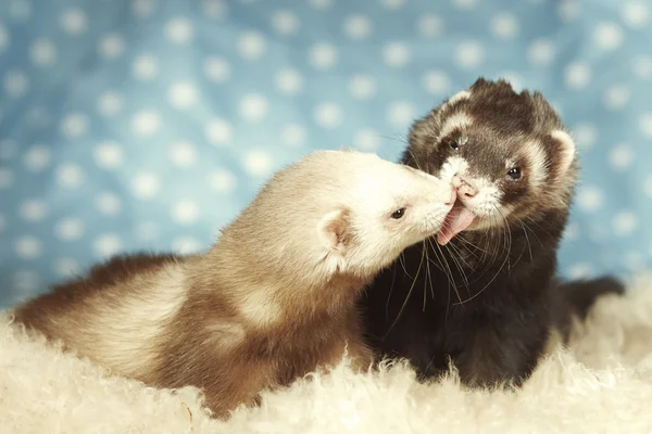 Baiser d'amour de furet — Photo