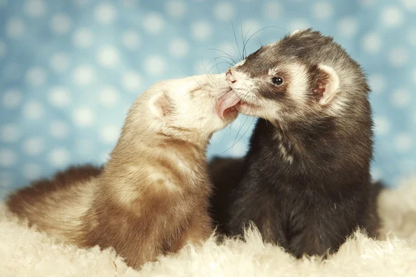 Ferret kiss of love — Stock Photo, Image