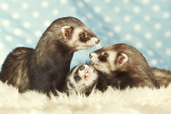 Nice group of ferrets
