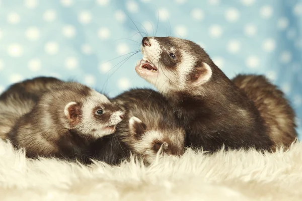 Lachende ferret groep — Stockfoto