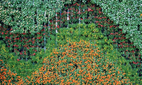 Mur de fleurs jardin vertical — Photo