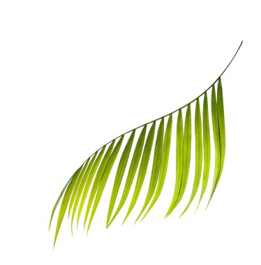 Beyaz arkaplanda yeşil palmiye yaprağı