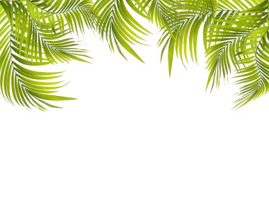 Beyaz arkaplanda yeşil palmiye yaprağı