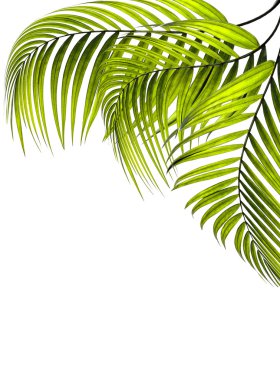 Beyaz arkaplanda yeşil palmiye yaprağı