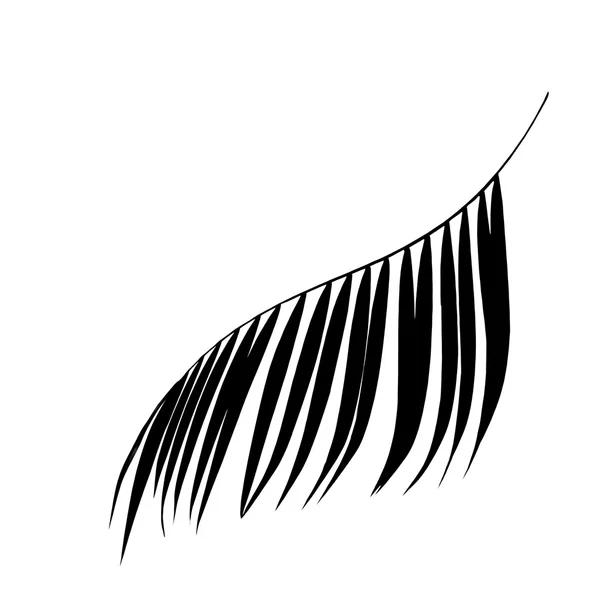 Schwarzes Blatt der Palme auf weißem Hintergrund — Stockfoto