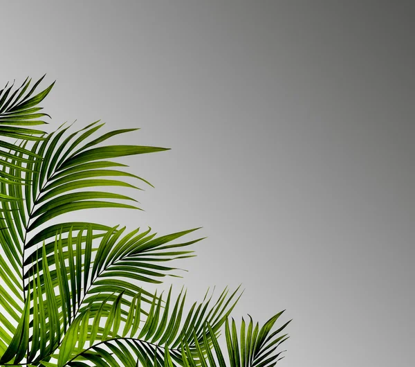 Листья пальмы на заднем плане — стоковое фото