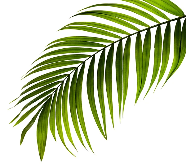 Hoja Verde Palmera Sobre Fondo Blanco — Foto de Stock